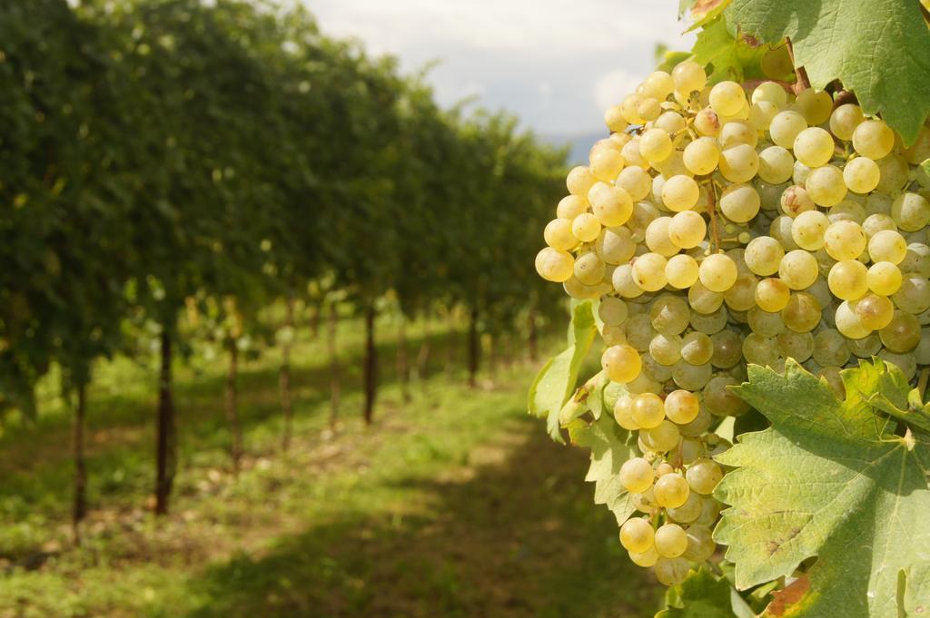 Agriturismo Richeton Gaiarine Eksteriør bilde